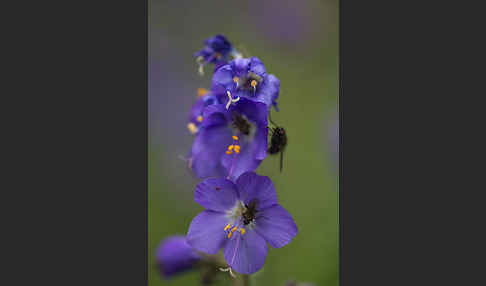 Blaue Himmelsleiter (Polemonium caeruleum)