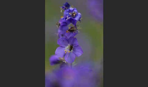 Blaue Himmelsleiter (Polemonium caeruleum)