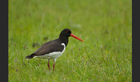 Austernfischer (Haematopus ostralegus)