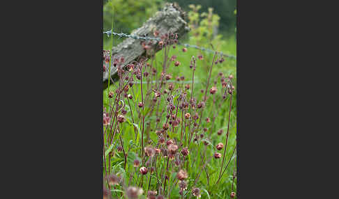 Bach-Nelkenwurz (Geum rivale)