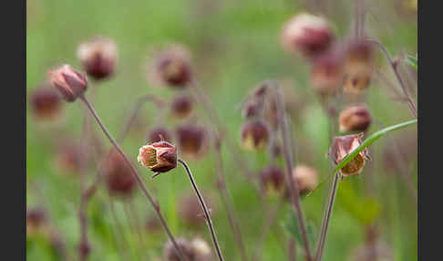 Bach-Nelkenwurz (Geum rivale)