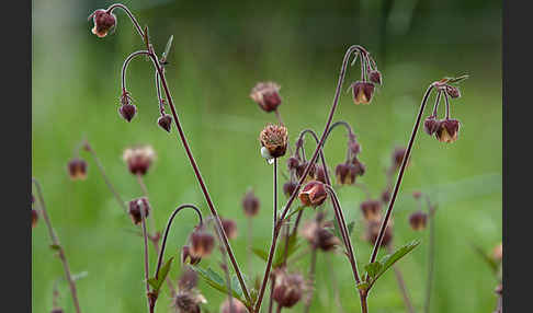 Bach-Nelkenwurz (Geum rivale)