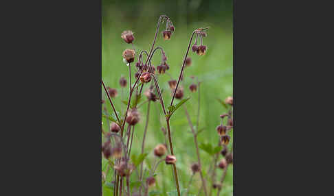 Bach-Nelkenwurz (Geum rivale)