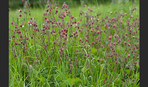 Bach-Nelkenwurz (Geum rivale)