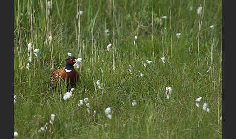 Fasan (Phasianus colchicus)