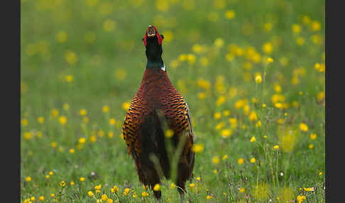 Fasan (Phasianus colchicus)