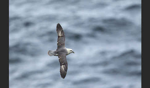 Eissturmvogel (Fulmarus glacialis)