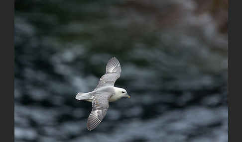 Eissturmvogel (Fulmarus glacialis)