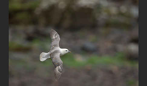 Eissturmvogel (Fulmarus glacialis)