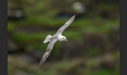 Eissturmvogel (Fulmarus glacialis)