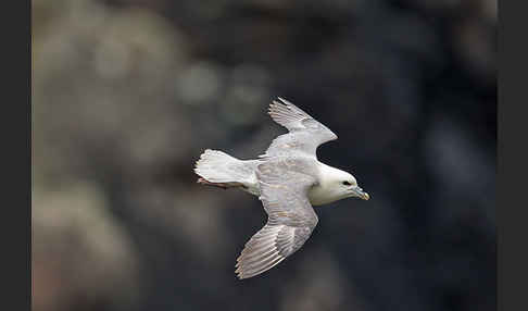 Eissturmvogel (Fulmarus glacialis)