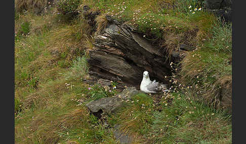 Eissturmvogel (Fulmarus glacialis)