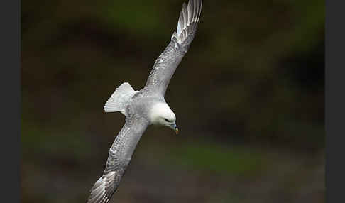 Eissturmvogel (Fulmarus glacialis)