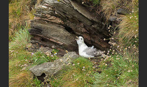 Eissturmvogel (Fulmarus glacialis)