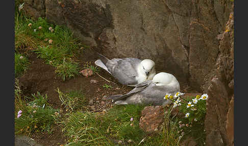 Eissturmvogel (Fulmarus glacialis)