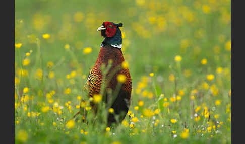 Fasan (Phasianus colchicus)