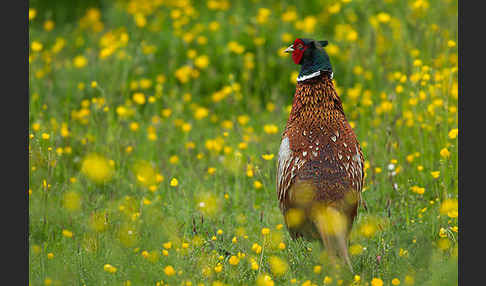 Fasan (Phasianus colchicus)