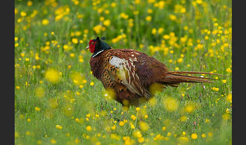 Fasan (Phasianus colchicus)