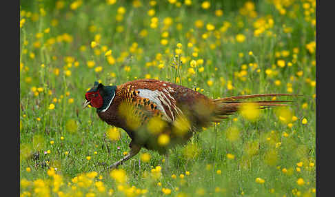 Fasan (Phasianus colchicus)