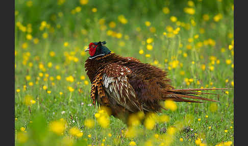 Fasan (Phasianus colchicus)