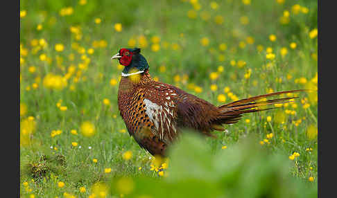 Fasan (Phasianus colchicus)