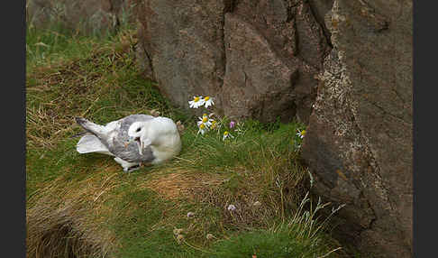 Eissturmvogel (Fulmarus glacialis)