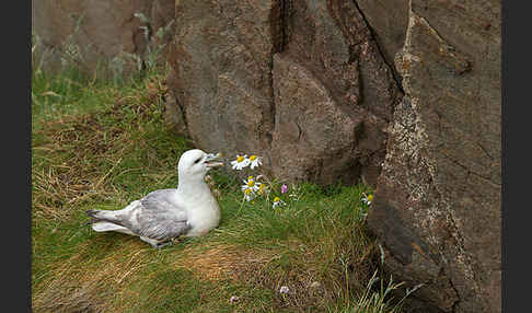 Eissturmvogel (Fulmarus glacialis)