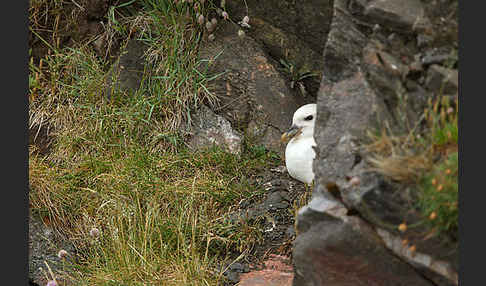 Eissturmvogel (Fulmarus glacialis)