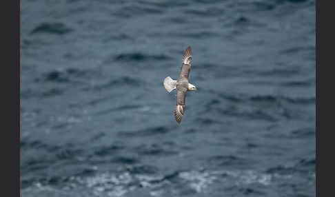 Eissturmvogel (Fulmarus glacialis)