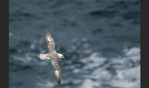 Eissturmvogel (Fulmarus glacialis)