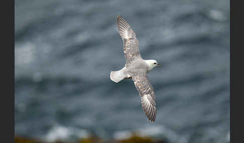 Eissturmvogel (Fulmarus glacialis)