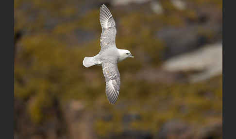 Eissturmvogel (Fulmarus glacialis)