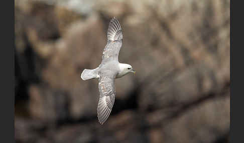 Eissturmvogel (Fulmarus glacialis)