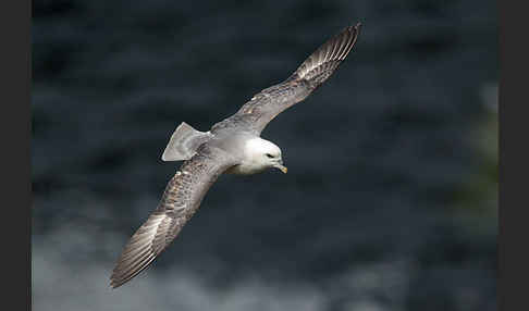 Eissturmvogel (Fulmarus glacialis)