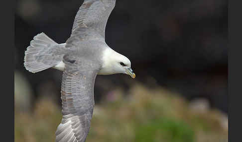 Eissturmvogel (Fulmarus glacialis)