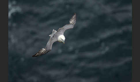 Eissturmvogel (Fulmarus glacialis)