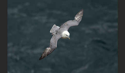 Eissturmvogel (Fulmarus glacialis)