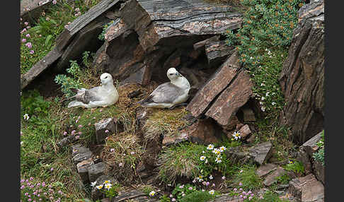 Eissturmvogel (Fulmarus glacialis)