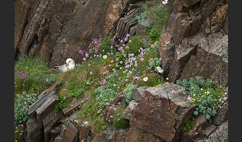 Eissturmvogel (Fulmarus glacialis)