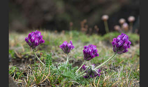 Dänischer Tragant (Astragalus danicus)