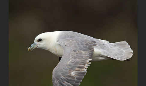 Eissturmvogel (Fulmarus glacialis)