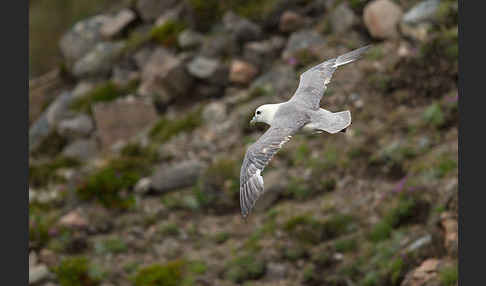 Eissturmvogel (Fulmarus glacialis)