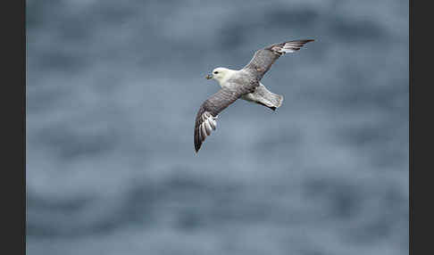 Eissturmvogel (Fulmarus glacialis)