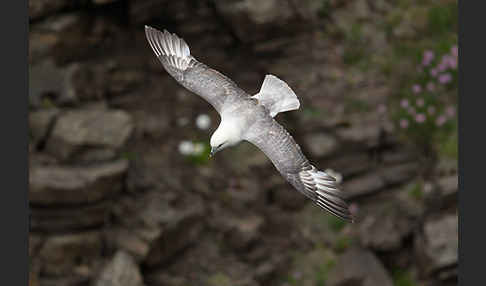 Eissturmvogel (Fulmarus glacialis)