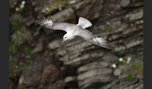 Eissturmvogel (Fulmarus glacialis)