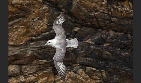 Eissturmvogel (Fulmarus glacialis)