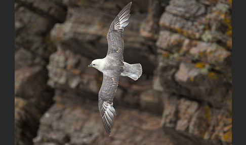 Eissturmvogel (Fulmarus glacialis)