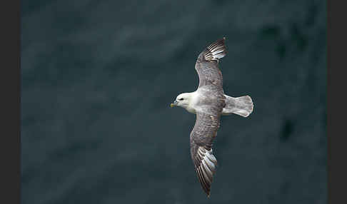 Eissturmvogel (Fulmarus glacialis)