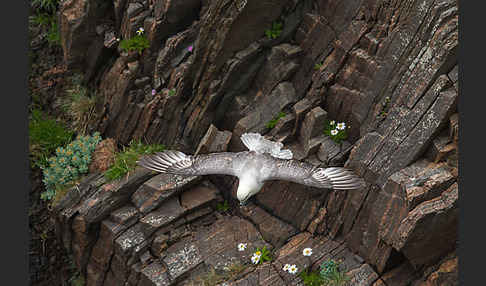 Eissturmvogel (Fulmarus glacialis)