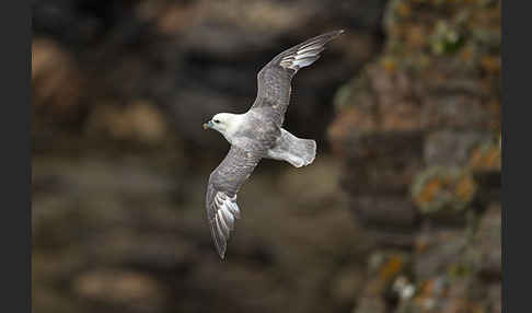 Eissturmvogel (Fulmarus glacialis)